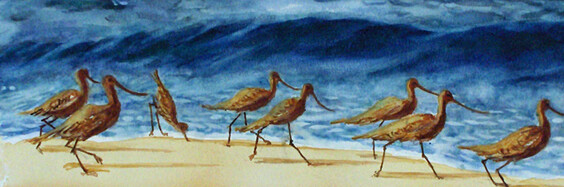 Bartailed Godwits